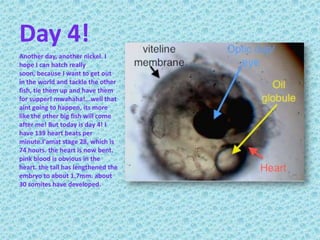 Day 4!Another day, another nickel. I hope I can hatch really soon, because I want to get out in the world and tackle the other fish, tie them up and have them for supper! mwahaha!...well that aint going to happen, its more like the other big fish will come after me! But today is day 4! I have 139 heart beats per minute.I'amat stage 28, which is 74 hours. the heart is now bent. pink blood is obvious in the heart. the tail has lengthened the embryo to about 1.7mm. about 30 somites have developed.