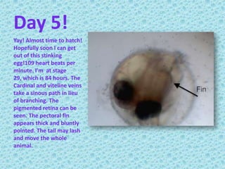 Day 5!Yay! Almost time to hatch! Hopefully soon I can get out of this stinking  egg!109 heart beats per minute. I'm  at stage 29, which is 84 hours. The Cardinal and viteline veins take a sinous path in lieu of branching. The pigmented retina can be seen. The pectoral fin appears thick and bluntly pointed. The tail may lash and move the whole animal.