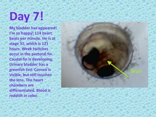 Day 7! My bladder has appeared! I’m so happy! 114 heart beats per minute. He is at stage 31, which is 121 hours. Weak twitches occur in the pectoral fin. Caudal fin is developing. Urinary bladder has a greenish tint. Cornea is visible, but still touches the lens. The heart chambers are differentiated. Blood is reddish in color.