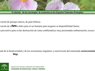 Rosa Mellado | PPT