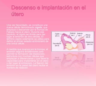 Una vez fecundado, se constituye una
nueva célula denominada cigoto, que
empieza a descender por la trompa de
Falopio hacia el útero. Durante ese
trayecto, el cigoto se divide para dar
lugar al embrión de dos células. El
término cigoto solamente se utiliza para
definir el primer estadio embrionario de
una única célula.
A medida que avanza por la trompa, el
embrión seguirá dividiéndose para
permitir la formación del blastocisto,
estructura con muchas células que
empiezan a diferenciarse y que tiene la
capacidad para implantarse en el útero
y dar lugar al embarazo. La fijación del
embrión en la pared del útero recibe el
nombre de nidación.
 