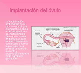La implantación
embrionaria es el
proceso por el que
el embrión se ancla
en el endometrio y
es imprescindible
para que ocurra el
embarazo. A partir
de ese momento se
comenzará a formar
la placenta para
permitir la nutrición,
sustento y
protección del futuro
bebé durante la
gestación.
 
