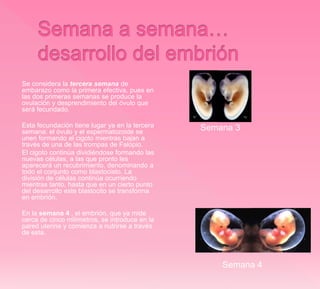 Se considera la tercera semana de
embarazo como la primera efectiva, pues en
las dos primeras semanas se produce la
ovulación y desprendimiento del óvulo que
será fecundado.
Esta fecundación tiene lugar ya en la tercera
semana: el óvulo y el espermatozoide se
unen formando el cigoto mientras bajan a
través de una de las trompas de Falopio.
El cigoto continúa dividiéndose formando las
nuevas células, a las que pronto les
aparecerá un recubrimiento, denominando a
todo el conjunto como blastocisto. La
división de células continúa ocurriendo
mientras tanto, hasta que en un cierto punto
del desarrollo este blastocito se transforma
en embrión.
En la semana 4 , el embrión, que ya mide
cerca de cinco milímetros, se introduce en la
pared uterina y comienza a nutrirse a través
de esta.
Semana 3
Semana 4
 