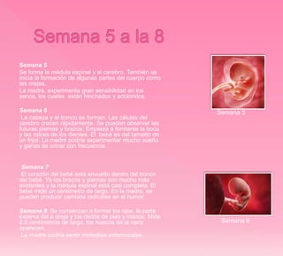 Semana 5
Se forma la médula espinal y el cerebro. También se
inicia la formación de algunas partes del cuerpo como
las orejas.
La madre, experimenta gran sensibilidad en los
senos, los cuales están hinchados y adoloridos.
Semana 6
La cabeza y el tronco se forman. Las células del
cerebro crecen rápidamente. Se pueden observar las
futuras piernas y brazos. Empieza a formarse la boca
y las raíces de los dientes. El bebé es del tamaño de
un frijol. La madre podría experimentar mucho sueño
y ganas de orinar con frecuencia.
Semana 7
El corazón del bebé está envuelto dentro del tronco
del bebé. Ya los brazos y piernas son mucho más
evidentes y la médula espinal está casi completa. El
bebé mide un centímetro de largo. En la madre, se
pueden producir cambios radicales en el humor.
Semana 8: Se comienzan a formar los ojos, la parte
externa del a oreja y los dedos de pies y manos. Mide
2.5 centímetros de largo, los huecos de la nariz
aparecen.
La madre podría sentir molestias estomacales.
Semana 5
Semana 8
 