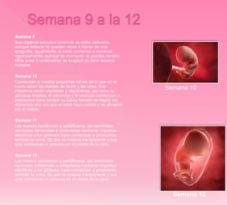 Semana 9
Sus órganos sexuales externos ya están definidos
aunque todavía no puedan verse a través de una
ecografía. Igualmente, el bebé comienza a moverse
vigorosamente, aunque de momento no puedas sentirlo.
Mide unos 3 centímetros de longitud ya tiene aspecto
humano.
Semana 10
Comienzan a crearse pequeñas raíces de lo que en el
futuro serán los dientes de leche y las uñas. Sus
intestinos están creciendo y ubicándose, así como la
glándula tiroidea, el páncreas y la vesícula comienzan a
prepararse para cumplir su futura función de digerir los
alimentos una vez que el bebé haya nacido y se alimente
por sí mismo.
Semana 11
Los huesos comienzan a solidificarse, las terminales
nerviosas comienzan a conectarse mediante impulsos
eléctricos y los glóbulos rojos comienzan a producirse,
también la orina. Su piel es todavía transparente y sus
ojos comienzan a ubicarse en el centro de la cara.
Semana 12
Los huesos comienzan a solidificarse, las terminales
nerviosas comienzan a conectarse mediante impulsos
eléctricos y los glóbulos rojos comienzan a producirse,
también la orina. Su piel es todavía transparente y sus
ojos comienzan a ubicarse en el centro de la cara.
Semana 10
Semana 12
 