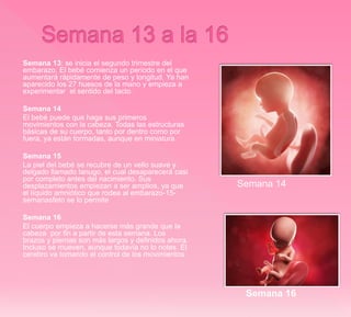 Semana 13: se inicia el segundo trimestre del
embarazo. El bebé comienza un período en el que
aumentará rápidamente de peso y longitud. Ya han
aparecido los 27 huesos de la mano y empieza a
experimentar el sentido del tacto.
Semana 14
El bebé puede que haga sus primeros
movimientos con la cabeza. Todas las estructuras
básicas de su cuerpo, tanto por dentro como por
fuera, ya están formadas, aunque en miniatura.
Semana 15
La piel del bebé se recubre de un vello suave y
delgado llamado lanugo, el cual desaparecerá casi
por completo antes del nacimiento. Sus
desplazamientos empiezan a ser amplios, ya que
el líquido amniótico que rodea al embarazo-15-
semanasfeto se lo permite
Semana 16
El cuerpo empieza a hacerse más grande que la
cabeza por fin a partir de esta semana. Los
brazos y piernas son más largos y definidos ahora.
Incluso se mueven, aunque todavía no lo notes. El
cerebro va tomando el control de los movimientos
Semana 14
Semana 16
 