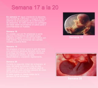 En semana 17 sigue creciendo la placenta,
que provee de nutrientes y oxígeno al feto y
además es la encargada de la eliminación
de desechos. En esta semana los cartílagos
del bebé están acumulando el calcio para ir
convirtiéndose en huesos.
Semana 18
Es posible que por fin empieces a sentir
algunos movimientos del bebé porque
empieza a patear y a mover sus manos con
más fuerza. Ya le funcionan las cuerdas
vocales y podría llorar.
Semana 19
Se empieza a formar sobre la piel del bebé
una sustancia sebácea llamada vernix que
le protege del líquido. el sistema nervioso,
en especial el cerebro, se está
desarrollando y creciendo rápidamente.
Semana 20
Durante la segunda mitad del embarazo, el
peso del bebé aumentará más de diez
veces (unos 3 kilos) y su longitud será el
doble que en esta semana (pasará de unos
25 centímetros a unos 50).
El bebé puede oír desde antes de la
semana 20 de embarazo.
Semana 18
Semana 20
 