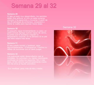 Semana 29
El feto ya está muy desarrollado: los sentidos
están muy activos, el niño ya sabe ponerse
cómodo y ha aprendido a moverse. A partir de
las 29 semanas de embarazo, empezará a
darse la vuelta para reposar hacia abajo.
Semana 30
El pequeño sigue incrementando su peso, en
parte porque agrega nuevas capas de vérnix,
la grasa que le ayudará a regular su
temperatura corporal. En la semana 30 la piel
del bebé estará más tersa.
Semana 31
El feto puede sonreír y bostezar, pesa
aproximadamente 1.8 kilogramos. Practica su
reflejo de succionar con su dedo pulgar.
Semana 32
Los pulmones están desarrollados casi al
completo. Su actividad y su rápido crecimiento
continúan en todos los aspectos. Sin ir más
lejos, el feto elimina aproximadamente medio
litro de orina al líquido amniótico.
Sus medidas: pesa más de kilo y medio.
Semana 32
 
