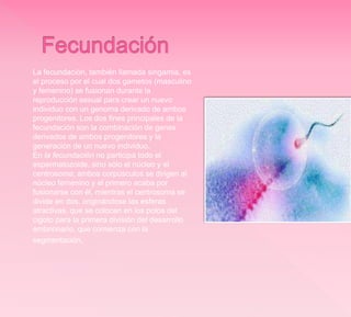 La fecundación, también llamada singamia, es
el proceso por el cual dos gametos (masculino
y femenino) se fusionan durante la
reproducción sexual para crear un nuevo
individuo con un genoma derivado de ambos
progenitores. Los dos fines principales de la
fecundación son la combinación de genes
derivados de ambos progenitores y la
generación de un nuevo individuo.
En la fecundación no participa todo el
espermatozoide, sino sólo el núcleo y el
centrosoma; ambos corpúsculos se dirigen al
núcleo femenino y el primero acaba por
fusionarse con él, mientras el centrosoma se
divide en dos, originándose las esferas
atractivas, que se colocan en los polos del
cigoto para la primera división del desarrollo
embrionario, que comienza con la
segmentación.
 