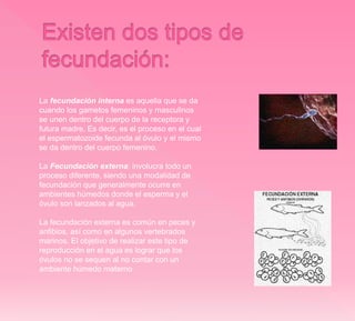 La fecundación interna es aquella que se da
cuando los gametos femeninos y masculinos
se unen dentro del cuerpo de la receptora y
futura madre. Es decir, es el proceso en el cual
el espermatozoide fecunda al óvulo y el mismo
se da dentro del cuerpo femenino.
La Fecundación externa: involucra todo un
proceso diferente, siendo una modalidad de
fecundación que generalmente ocurre en
ambientes húmedos donde el esperma y el
óvulo son lanzados al agua.
La fecundación externa es común en peces y
anfibios, así como en algunos vertebrados
marinos. El objetivo de realizar este tipo de
reproducción en el agua es lograr que los
óvulos no se sequen al no contar con un
ambiente húmedo materno
 