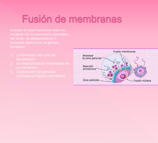 Cuando el espermatozoide entra en
contacto con la membrana plasmática
del óvulo, se desencadenan 3
procesos distintos en el gameto
femenino:
1. La formación del cono de
fecundación
2. La despolarización instantánea de
su membrana
3. La liberación de gránulos
corticales al espacio perivitelino
 