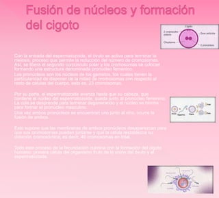 Con la entrada del espermatozoide, el óvulo se activa para terminar la
meiosis, proceso que permite la reducción del número de cromosomas.
Así, se libera el segundo corpúsculo polar y los cromosomas se colocan
formando una estructura denominada pronúcleo femenino.
Los pronúcleos son los núcleos de los gametos, los cuales tienen la
particularidad de disponer de la mitad de cromosomas con respecto al
resto de células del cuerpo, esto es, 23 cromosomas.
Por su parte, el espermatozoide avanza hasta que su cabeza, que
contiene el núcleo del espermatozoide, queda junto al pronúcleo femenino.
La cola se desprende para terminar degenerando y el núcleo se hincha
para formar el pronúcleo masculino.
Una vez ambos pronúcleos se encuentran uno junto al otro, ocurre la
fusión de ambos.
Esto supone que las membranas de ambos pronúcleos desaparezcan para
que sus cromosomas puedan juntarse y que la célula restablezca su
dotación cromosómica, es decir, 46 cromosomas en total.
Todo este proceso de la fecundación culmina con la formación del cigoto
humano: primera célula del organismo fruto de la unión del óvulo y el
espermatozoide.
 
