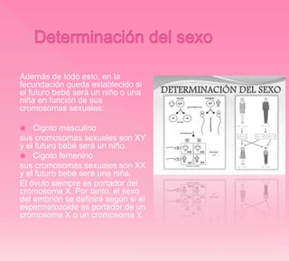Además de todo esto, en la
fecundación queda establecido si
el futuro bebé será un niño o una
niña en función de sus
cromosomas sexuales:
 Cigoto masculino
sus cromosomas sexuales son XY
y el futuro bebé será un niño.
 Cigoto femenino
sus cromosomas sexuales son XX
y el futuro bebé será una niña.
El óvulo siempre es portador del
cromosoma X. Por tanto, el sexo
del embrión se definirá según si el
espermatozoide es portador de un
cromosoma X o un cromosoma Y.
 