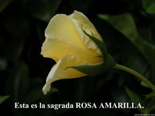 Esta es la sagrada ROSA AMARILLA. 
