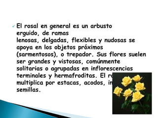 El rosal en general es un arbusto erguido, de ramas lenosas, delgadas, flexibles y nudosas se apoya en los objetos próximos (sarmentosos), o trepador. Sus flores suelen ser grandes y vistosas, comúnmente solitarias o agrupadas en inflorescencias terminales y hermafroditas. El rosal se multiplica por estacas, acodos, injertos y semillas.VARIEDAD DE ROSAS