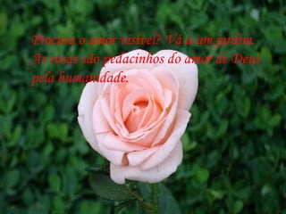 Procura o amor visível? Vá a um jardim. As rosas são pedacinhos do amor de Deus pela humanidade. 