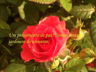 Um pensamento de paz? Somos rosas do jardinero do universo. 