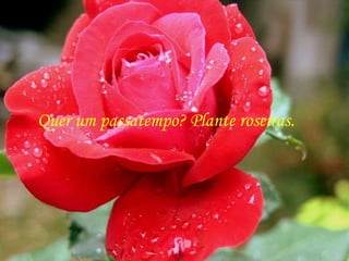 Quer um passatempo? Plante roseiras. 