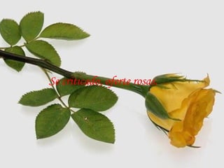 Se criticado, oferte rosas. 