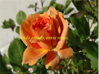 Sendo amado, envie rosas.  
