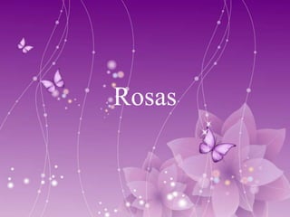 Rosas
 