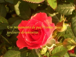 Um pensamento de paz? Somos rosas do
jardinero do universo.
 