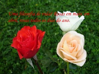 Uma filosofia de vida? Rosas em maio, em
abril, rosas todos os dias do ano.
 