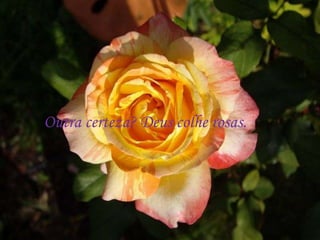 Outra certeza? Deus colhe rosas.
 