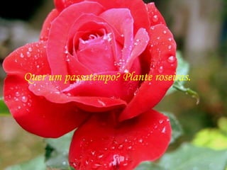 Quer um passatempo? Plante roseiras.
 