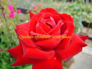 Quando ofendido, atire rosas.
 