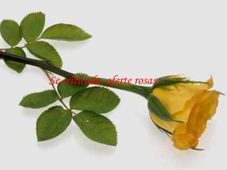 Se criticado, oferte rosas.
 