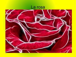 La rosa
 
