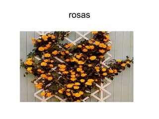 rosas
 