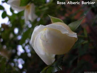 Rosa Alec Rose

 