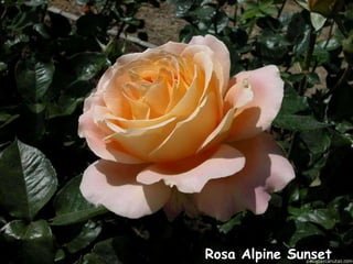 Rosa Apricot Nectar

 