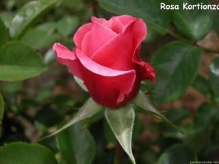 Rosa La Minuette

 