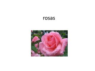 rosas
 