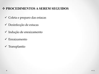  PROCEDIMENTOS A SEREM SEGUIDOS
 Coleta e preparo das estacas
 Desinfecção de estacas
 Indução de enraizamento
 Enraizamento
 Transplantio
14
 