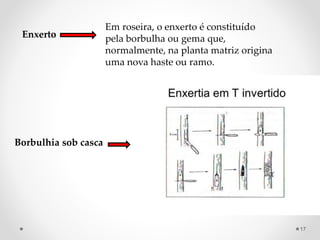 Enxerto
Em roseira, o enxerto é constituído
pela borbulha ou gema que,
normalmente, na planta matriz origina
uma nova haste ou ramo.
Borbulhia sob casca
17
 