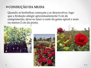 CONDUÇÃO DA MUDA
Quando as borbulhas começam a se desenvolver, logo
que a brotação atingir aproximadamente 5 cm de
comprimento, deve-se fazer o corte da gema apical a mais
ou menos 2 cm da ponta.
18
 