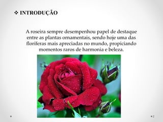  INTRODUÇÃO
A roseira sempre desempenhou papel de destaque
entre as plantas ornamentais, sendo hoje uma das
floríferas mais apreciadas no mundo, propiciando
momentos raros de harmonia e beleza.
2
 