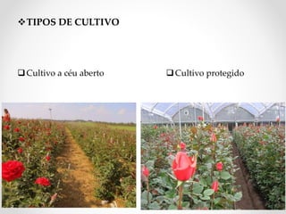 TIPOS DE CULTIVO
Cultivo a céu aberto Cultivo protegido
21
 