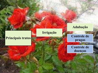 Principais tratos
Adubação
Controle de
pragas
Controle de
doenças
Irrigação
24
 