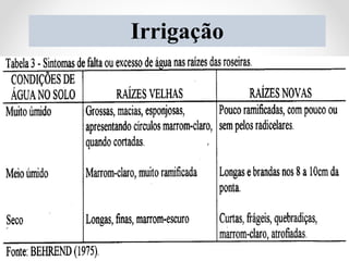 Irrigação
 Podem-se utilizar diversos tipos de irrigação na cultura da roseira
 O ideal: ASPERSÃO e GOTEJAMENTO!
 Sistema de aspersão: usado para estabelecimento da cultura;
25
 