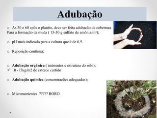 Adubação
o As 30 e 60 após o plantio, deve ser feita adubação de cobertura
Para a formação da muda ( 15-30 g sulfato de amônia/m²);
o pH mais indicado para a cultura que é de 6,5.
o Reposição contínua;
o Adubação orgânica ( nutrientes e estrutura do solo);
 10 - l5kg/m2 de esterco curtido
o Adubação química (concentrações adequadas);
o Micronutrientes ????? BORO
26
 