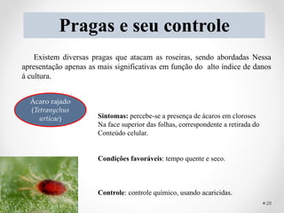 Pragas e seu controle
Existem diversas pragas que atacam as roseiras, sendo abordadas Nessa
apresentação apenas as mais significativas em função do alto índice de danos
á cultura.
Ácaro rajado
(Tetranychus
urticae) Sintomas: percebe-se a presença de ácaros em cloroses
Na face superior das folhas, correspondente a retirada do
Conteúdo celular.
Condições favoráveis: tempo quente e seco.
Controle: controle químico, usando acaricidas.
28
 