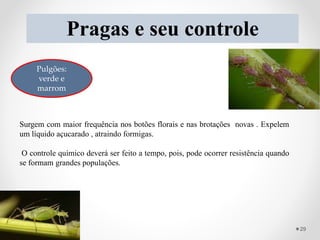 Pragas e seu controle
Pulgões:
verde e
marrom
Surgem com maior frequência nos botões florais e nas brotações novas . Expelem
um líquido açucarado , atraindo formigas.
O controle químico deverá ser feito a tempo, pois, pode ocorrer resistência quando
se formam grandes populações.
29
 