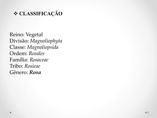  CLASSIFICAÇÃO
Reino: Vegetal
Divisão: Magnoliophyta
Classe: Magnoliopsida
Ordem: Rosales
Família: Rosaceae
Tribo: Rosieae
Gênero: Rosa
3
 