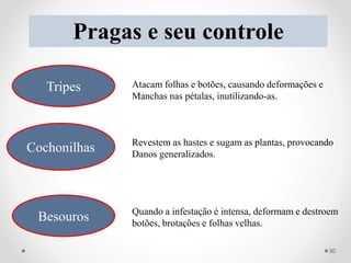 Pragas e seu controle
Tripes
Cochonilhas
Besouros
Atacam folhas e botões, causando deformações e
Manchas nas pétalas, inutilizando-as.
Revestem as hastes e sugam as plantas, provocando
Danos generalizados.
Quando a infestação é intensa, deformam e destroem
botões, brotações e folhas velhas.
30
 
