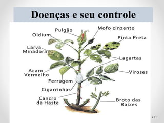 Doenças e seu controle
Para o manejo adequado das doenças em sistemas protegidos, deve-se tentar
monitorar a RADIAÇÃO SOLAR!
Utilização de materiais adequados:
 Plástico PEBD (70 a 90%)
Outro fator importante é o manejo da planta realizado : PODA DE LIMPEZA;
RETIRADA DE RESTOS CULTURAIS; MANUTENÇÃO DA DENCIDADE
e etc..
31
 